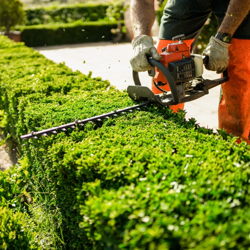 Hecke schneiden